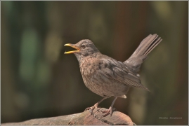 <p>KOS ČERNÝ (Turdus merula) /Common blackbird - Amsel/</p>